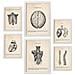 Set Di 6 Stampe Illustrazioni Mediche In Stile Vintage Della Parte Superiore Del Corpo, Anatomia, Parti Del Corpo, Ossa E Muscoli A3 & A4 Cornice Bianca - Foto miniatura 1
