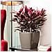 Fioriera Quadro 35 Ls All-in-one Talpa Lucido 16165 - Foto miniatura 5