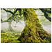 Stampa Su Tela Foresta Paesaggio Boschivo Con Cornice, 90x60 Cm - Foto miniatura 2