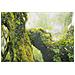 Stampa Su Tela Foresta Paesaggio Boschivo Con Cornice, 90x60 Cm - Foto miniatura 5