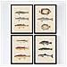 Set Di 4 Stampe Di Effetto Di Pesce Colorato Composizione Di 12 Pesci Diversi In Vecchia Carta Poster Della Priorità Bassa Senza Cornice A4 - Foto miniatura 1