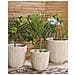 Vaso Per Piante Chios 31 Cm Beige - Foto miniatura 7