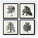 Set Di 4 Stampe Fogli Di Alberi Alberi Senza Frutta Sfondo D'epoca Vecchia Carta Poster Di Carta E Di Inchiostri Senza Cornice 20x20 Cm - Foto miniatura 1