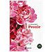 Lucia Romani Adami - Peonie - Foto miniatura 2