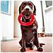 Giocattolo Da Masticare Per Cani Smile Large 20x18x4 Cm Rosso - Foto miniatura 4