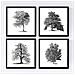 Set Di 4 Stampe Fogli Di Alberi Alberi Senza Frutta Di Taglia Vecchio Sfondo Carta Carta Da Poster E Inchiostri Di Alta Qualità Senza Cornice 20x20 Cm - Foto miniatura 1