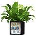 Fioriera Canto Color Square 40 All-in-one Grafite 13722 - Foto miniatura 3