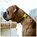 Portacollare Per Cani Case-mate Apple Airtag Trasparente / Fosforescente - Foto miniatura 2
