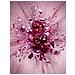 Flowerbomb Nectar Edp Intense Vaporizador 50 Ml - Foto miniatura 5