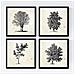 Set Di 4 Stampe Fogli Di Alberi Alberi Senza E Con Foglia Di Taglia Vecchio Sfondo Carta Poster Carta E Inchiostri Senza Cornice 20x20 Cm - Foto miniatura 1