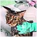 Guanto Da Toelettatura In Silicone Per Animali Domestici - - Verde - Adulto - Pulisce E Spazzola In Modo Indolore - Lavabile In Lavatrice - Foto miniatura 2