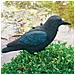 Decorazione Animale Corvo Nero 27 Cm 1382523 - Foto miniatura 2