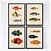 Set Di 4 Stampe Di Effetto Di Pesce Colorato Mediterraneo Composizione Di 11 Pesci Diversi Carta Poster Di Sfondo Vecchia Sfondo Senza Cornice A4 - Foto miniatura 1