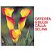 6 Bulbi Di Calla Selina - Foto miniatura 1