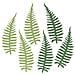 6 Fogli Di Carta Felce Verde - Foto miniatura 1