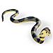 Animali Serpenti / Anfibi Cobra 20cm. 68481 - Foto miniatura 1