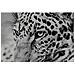 Quadro Dkd Home Decor 100 X 2,5 X 100 Cm Leopardo Coloniale (2 Unità) - Foto miniatura 4