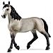 GIUMENTA CHEVAL DE SELLE FRANCAIS - Foto miniatura 2