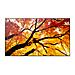Pannello Interattivo 97.5" LED Flat MultiSync PN-M982 4K Ultra HD - Foto miniatura 1
