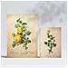 Set Di 6 Stampe Stampe A Colori Di Fiori Gialli, Natura E Botanica, Con Motivi Floreali In Stile Cartaceo Vintage, Design D'interni A3 & A4 Senza Cornice - Foto miniatura 2
