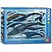 Puzzle Balene E Delfini (1000 Pezzi) - Foto miniatura 1