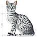 Feline Buste Ultra Light Loaf 12x85 Gr - Foto miniatura 3