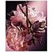 Good Girl Blush Elixir Eau De Parfum 80ml - Foto miniatura 11