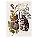 Set Di 4 Stampe Poster Anatomico Dei Bronchi Illustrazione Delle Parti Del Corpo Umano Con I Fiori Senza Cornice A3 - Foto miniatura 1