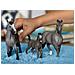 STALLONE CHEVAL DE SELLE FRANCAIS - Foto miniatura 2