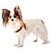 Pettorina Ergonomica Per Cani Agila Fluo 2, Ottima Vestibilità, Pratica Chiusura Con Laccetto, Soffice Imbottitura, A= b 32÷50 Cm 15 Mm Arancione - Foto miniatura 4