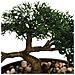 Pianta Bonsai Artificiale Con Vaso Verde - Foto miniatura 2