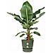 Vaso Verde Ø 55 Cm Plastica - Foto miniatura 2