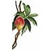 Balsamo al Mango 200 ml - Foto miniatura 2