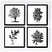 Set Di 4 Stampe Fogli Di Alberi Alberi Di Peccato E Foglia Di Taglia Carta Bianca Di Poster Di Sfondo E Inchiostri Senza Cornice 20x20 Cm - Foto miniatura 1