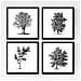Set Di 4 Stampe Fogli Di Alberi Alberi Di Peccato E Foglia Di Taglia Carta Bianca Di Poster Di Sfondo E Inchiostri Senza Cornice 30x30 Cm - Foto miniatura 1