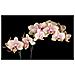 Fotomurale - Orchidea In Fiore 450x270 Cm - Foto miniatura 3
