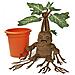 Hp Mandrake Electronic Plush - Foto miniatura 4