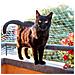 Cat Net Rete Sicurezza Balcone Gatti Ferplast Nylon Rsistente A Uv - Foto miniatura 3