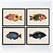 Set Di 4 Stampe Con Effetto Di Pesce Colorato Effetto Blu Tono Giallo Composizione Di 4 Diversi Pesci Carta Vecchio Sfondo Cornice Nera A3 - Foto miniatura 1