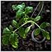 Argento Zincato Set Di Rilegatura Di 3 Giardino Acciaio Inossidabile Filo Sottile 50 M Di Lunghezza 1 Mm Di Spessore Inossidabile 3er Pack - Foto miniatura 3