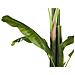 Pianta Artificiale In Vaso 154 Cm Banana Tree - Foto miniatura 4