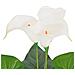 Calla Lily Artificiale Con Vaso 45 Cm Bianca - Foto miniatura 2