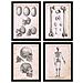 Set Di 4 Stampe Poster Di Anatomia Umana Scheletro E Teschio Illustrazioni Di Biologia E Medicina In Vintage E Decorazione D'interni Senza Cornice A4 - Foto miniatura 1