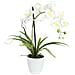 Orchidea Disposizione 1 - Foto miniatura 1