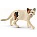 Gatto Americano A Pelo Corto (5) New 01-2020 - Foto miniatura 1