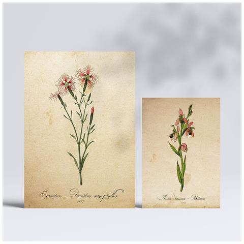 Set Di 6 Stampe Fiori Rossi Stampe Naturalistiche E Botaniche A Colori Con Motivi Floreali In Stile Cartaceo Vintage Per Interni A3 & A4 Senza Cornice - Foto 2