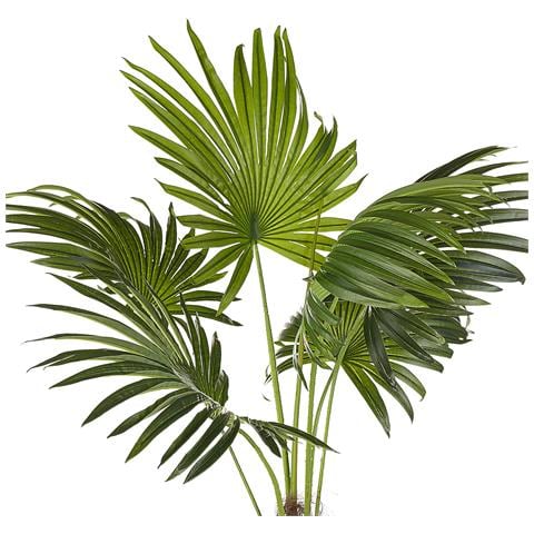 Pianta Artificiale In Vaso 100 Cm Fan Palm - Foto 2