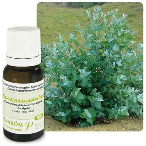 Olio Essenziale Bio Eucalipto Globoso 10 Ml Oli Essenziali - Foto 1