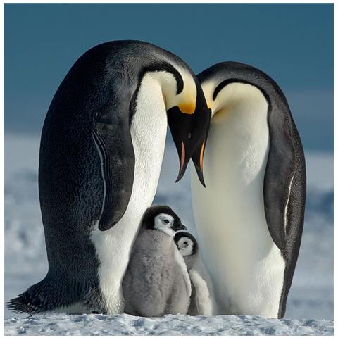 T-Pro 007 Filtro trasparente per fotocamera 49 mm - Foto 2