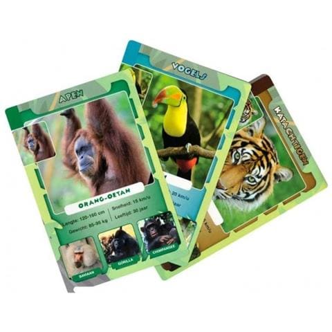 Junglelife Quartet - Foto 2